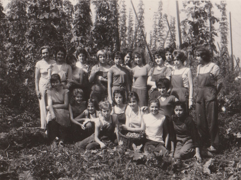 Chmelová brigáda v roce 1961